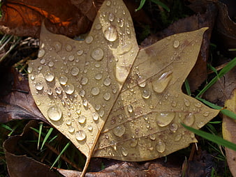 Close-up of autumn leaf with water droplets on forest floor