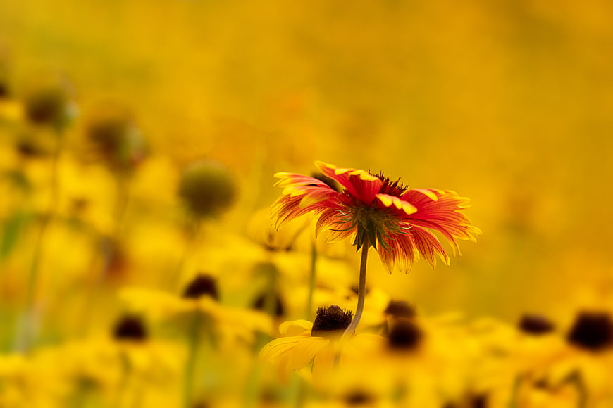 Red and Yellow Gaillardia Flower in a Blurred Yellow Field