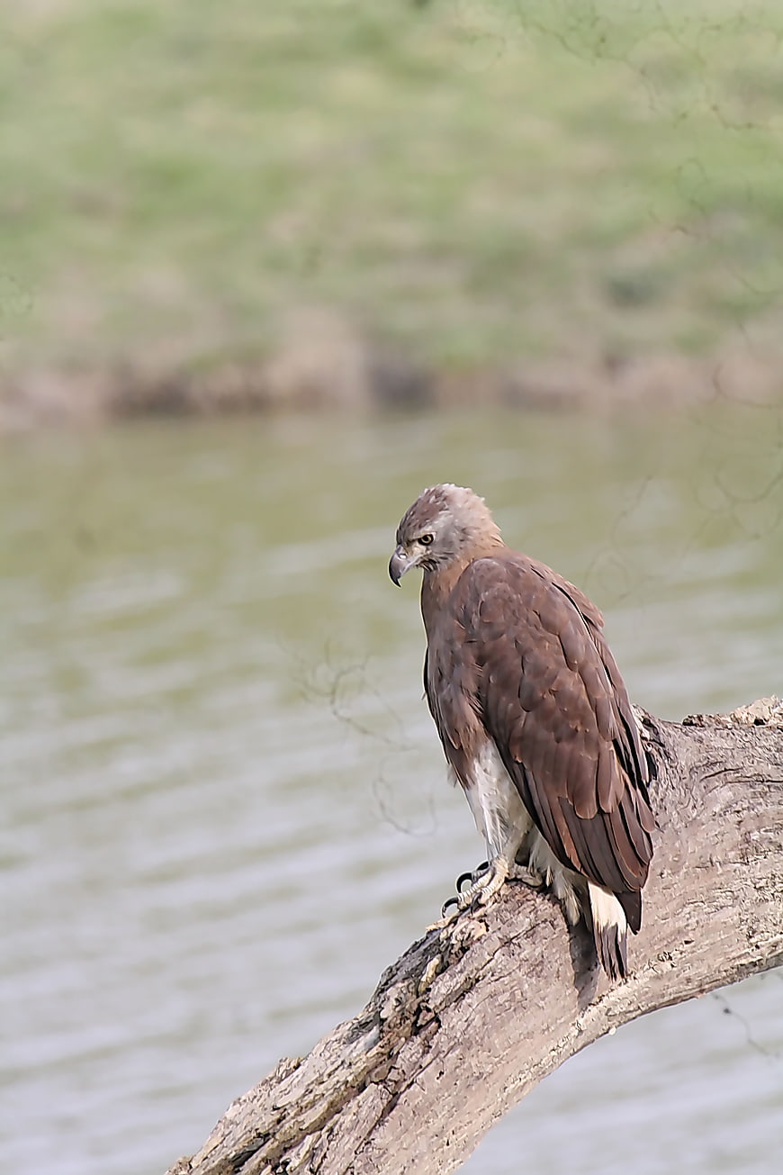 Grey-headed Fish Eagle perched on branch by water