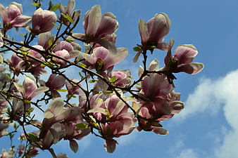 Pink Magnolia Blossoms Against Blue Sky