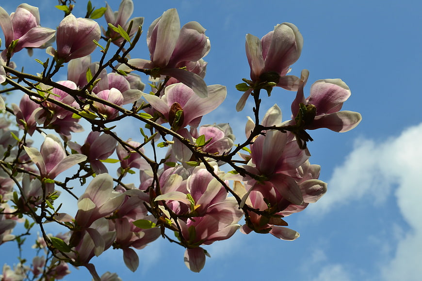 Pink Magnolia Blossoms Against Blue Sky