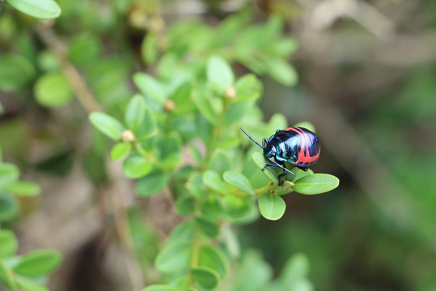 Colorful shield bug on green leaf in nature