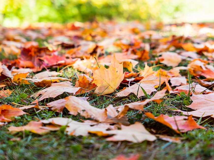 Close-up of colorful autumn leaves scattered on green grass