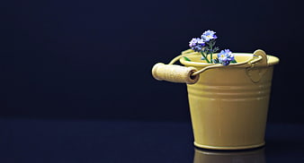 Yellow Bucket with Blue Forget-Me-Not Flowers on Dark Background