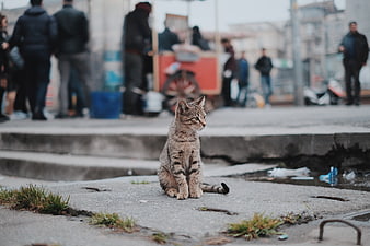 Stray Tabby Kitten Sitting on Concrete Street