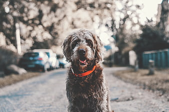 Happy brown dog sitting on a blurred street
