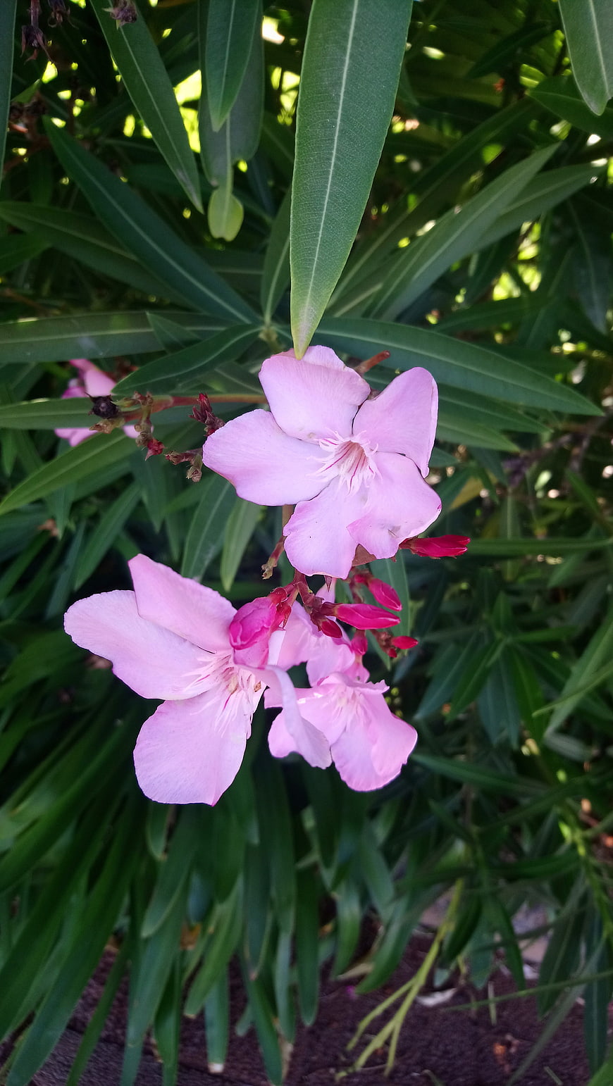 Pink Oleander Flowers with Green Leaves in Sunlight