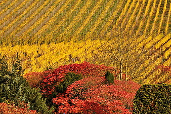 Vibrant autumn vineyard rows on a steep hillside
