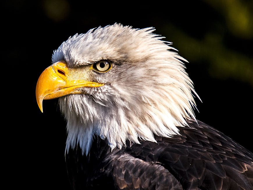 Close-up portrait of a bald eagle head with sharp yellow beak