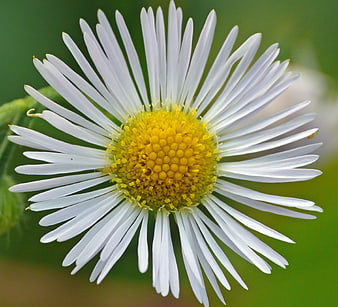 Close-up of a white daisy with yellow center on green background