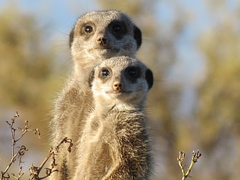 Two Meerkats Standing Alert in Natural Habitat