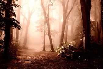 Misty Forest Path at Dawn with Golden Sunlight