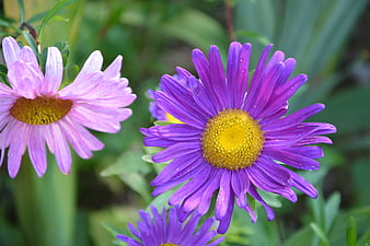 Close-up of vibrant purple and pink daisy flowers in a garden