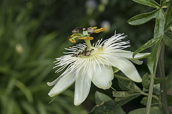 Close-up of white passion flower with ants on petals