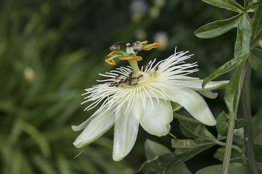 Close-up of white passion flower with ants on petals