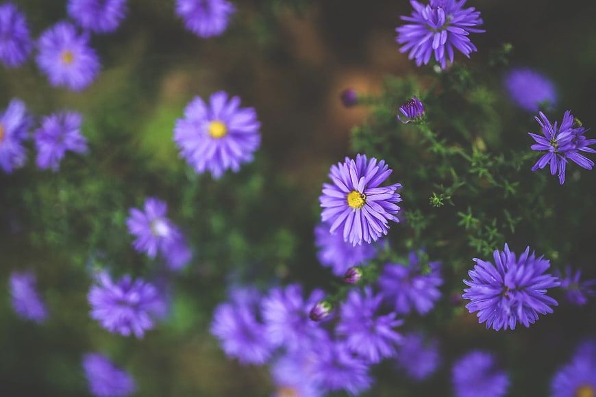 Close-up of purple aster flowers with yellow centers