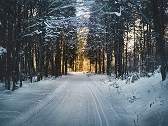 Snowy Forest Road with Golden Sunlight