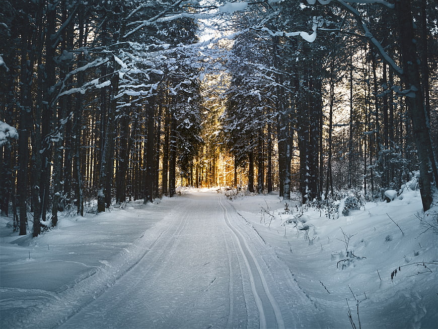 Snowy Forest Road with Golden Sunlight
