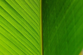 Close-up of vibrant green leaf texture with parallel veins