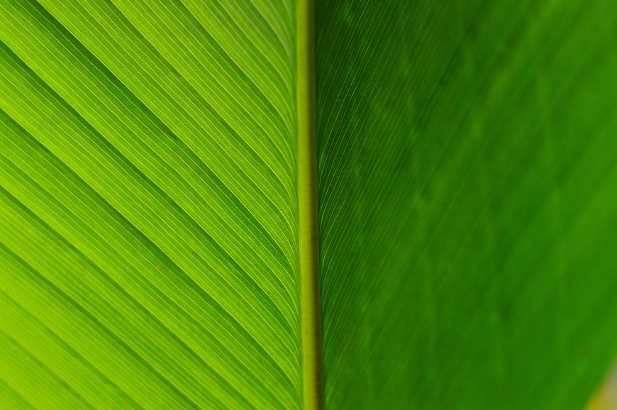 Close-up of vibrant green leaf texture with parallel veins