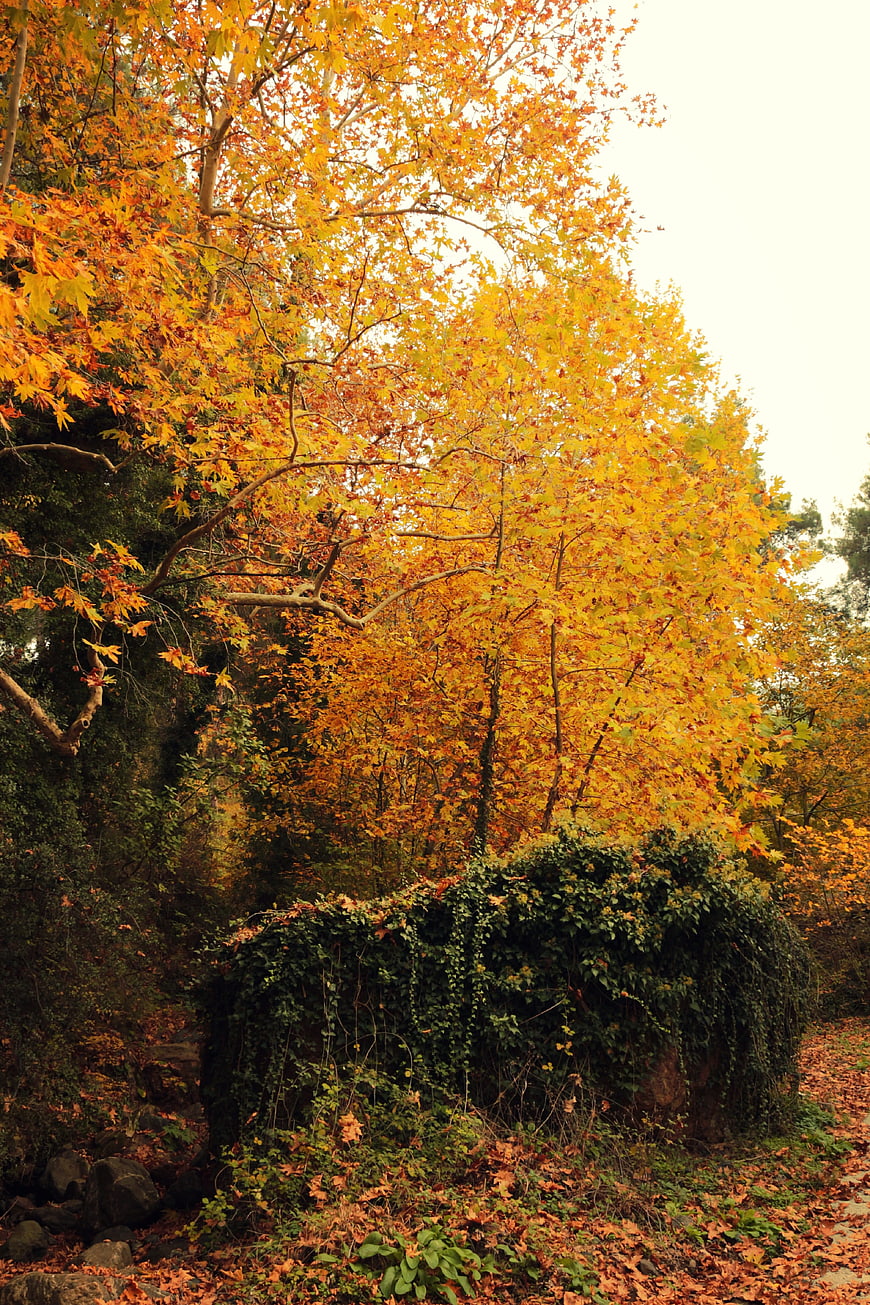 Vibrant yellow autumn trees with ivy-covered stone wall