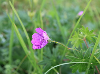 Close-up of a purple wildflower in a green meadow