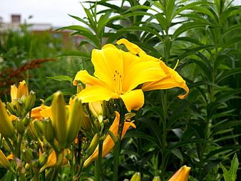 Vibrant Yellow Daylily Bloom in Green Garden