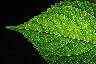 Macro Close-Up of Green Leaf Veins on Black Background