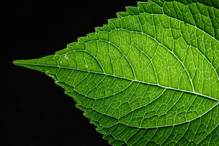Macro Close-Up of Green Leaf Veins on Black Background