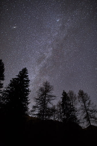 Milky Way Galaxy Over Silhouetted Pine Trees at Night