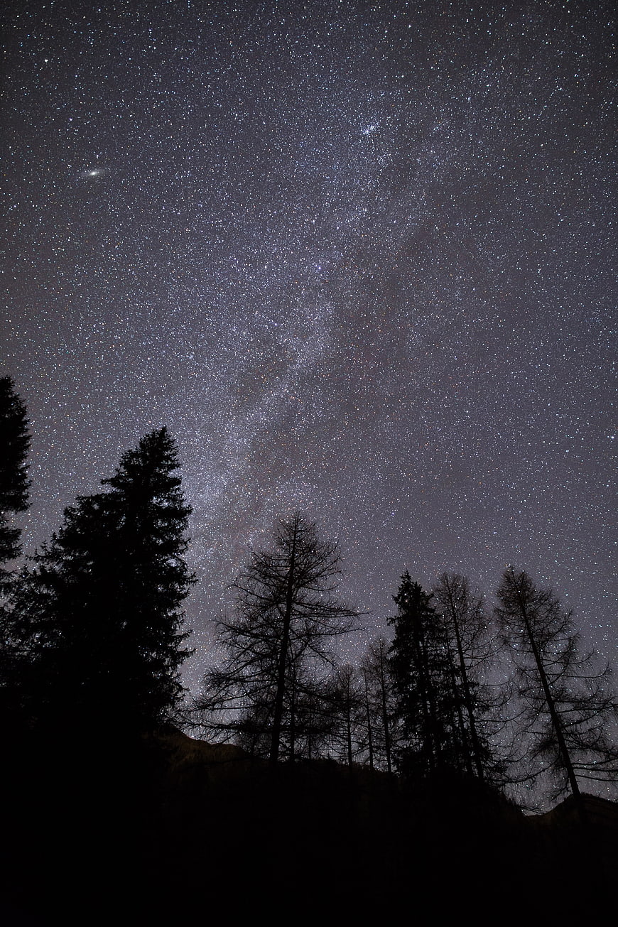 Milky Way Galaxy Over Silhouetted Pine Trees at Night