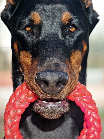 Close-up portrait of a Doberman holding a red rope toy