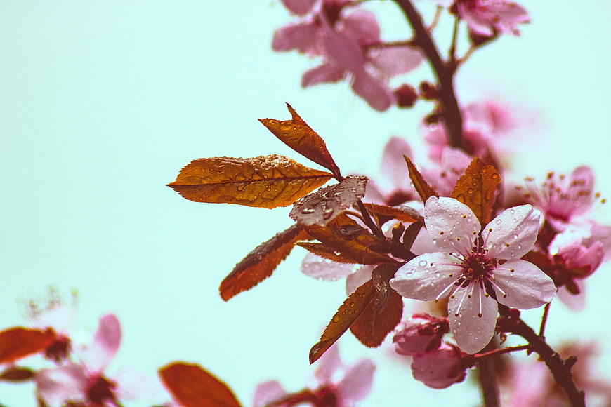 Pink Cherry Blossoms and Rain-Drop Leaves on Branch