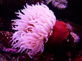 Close-up of Pink Sea Anemone with Red Base