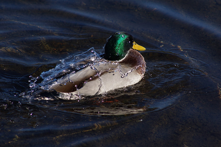 Male Mallard Duck Splashing in Clear Water