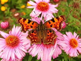 Orange Comma Butterfly on Pink Aster Flowers