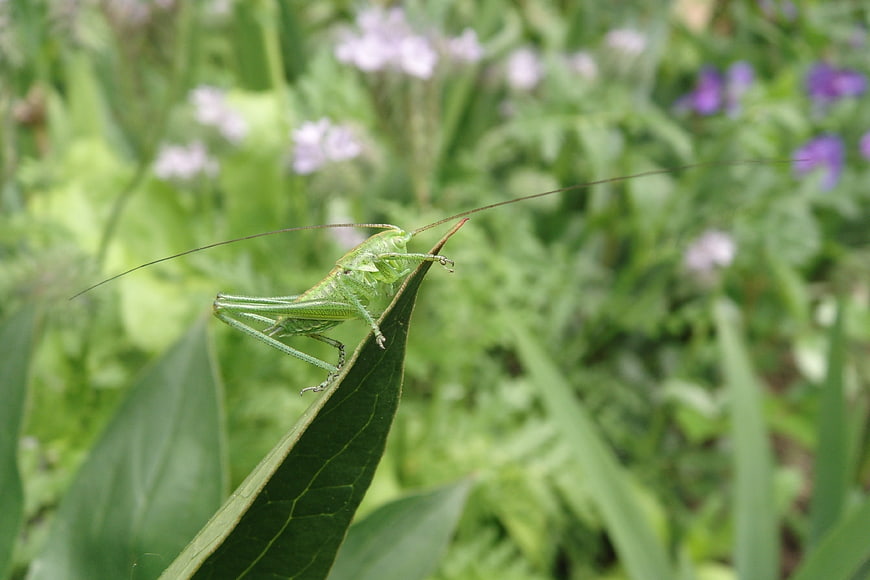 Green Katydid Insect Perched on Leaf in Garden