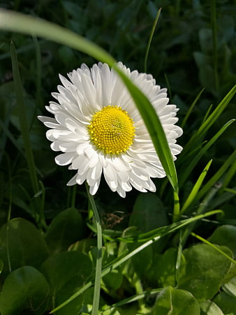 Close-up of a white daisy flower in green grass