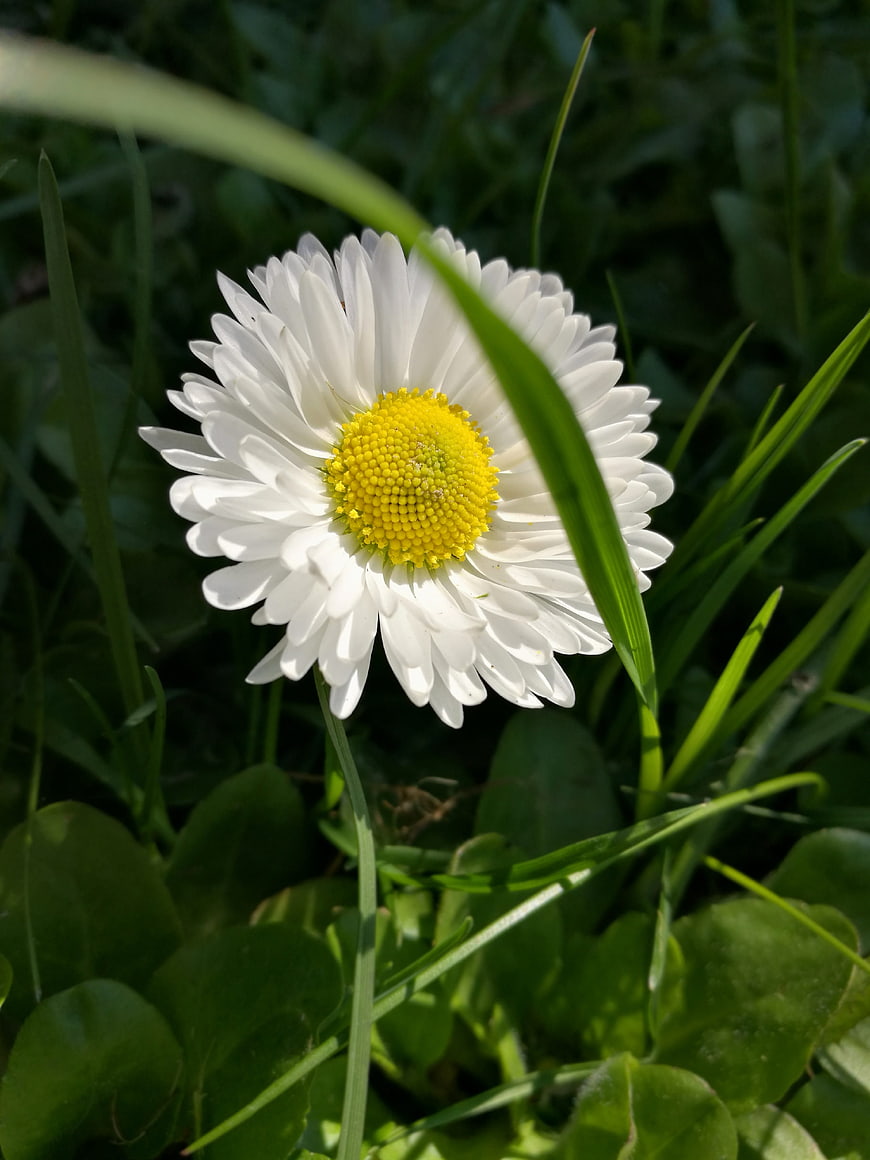 Close-up of a white daisy flower in green grass