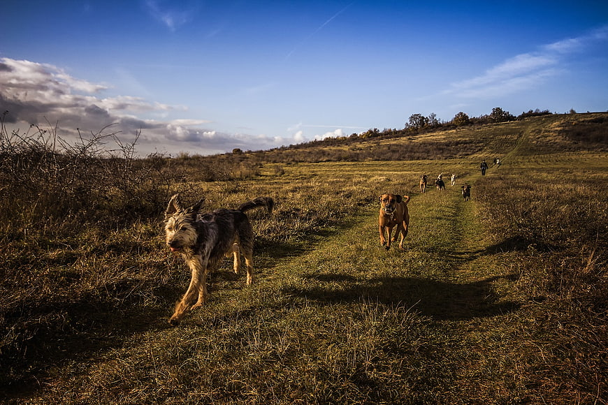Pack of dogs hiking on a grassy trail in a sunny field