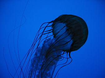Silhouette of a jellyfish swimming in deep blue water