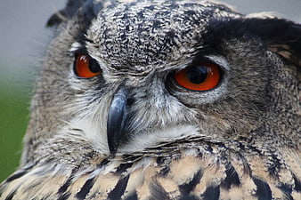 Close-up portrait of Eurasian eagle owl with intense orange eyes