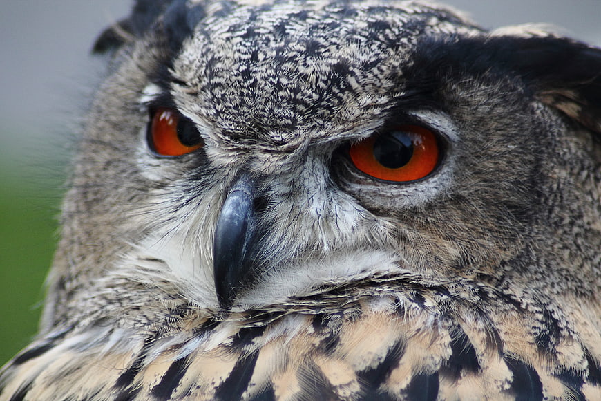 Close-up portrait of Eurasian eagle owl with intense orange eyes