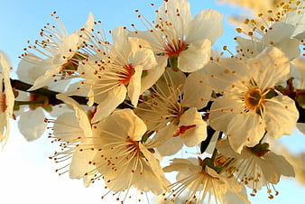 Close-up of white cherry blossoms against a blue sky
