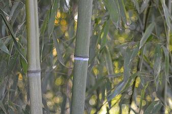 Close-up of green bamboo stalks with bokeh background