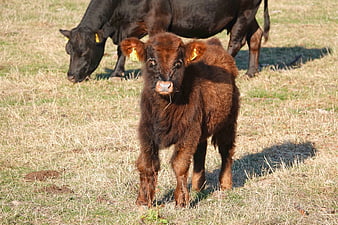 Cute Shaggy Brown Calf Standing In Pasture With Adult Cow