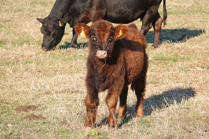 Cute Shaggy Brown Calf Standing In Pasture With Adult Cow