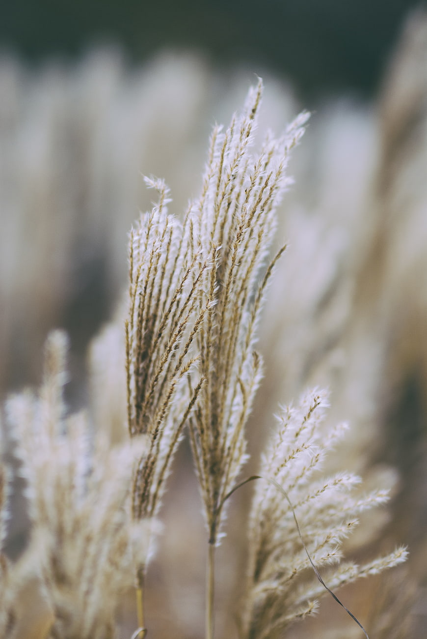 Close-up of feathery pampas grass in a field
