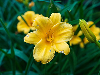 Close-up of Yellow Daylily Flower in Green Garden