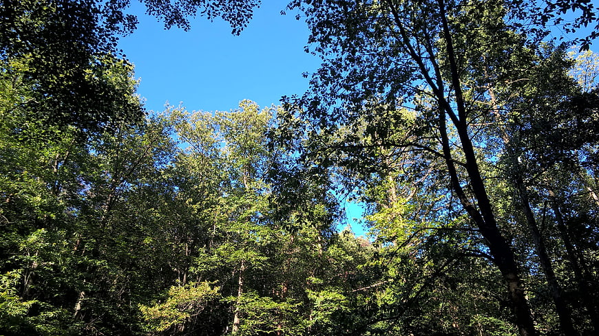 Low angle view of green forest canopy against blue sky